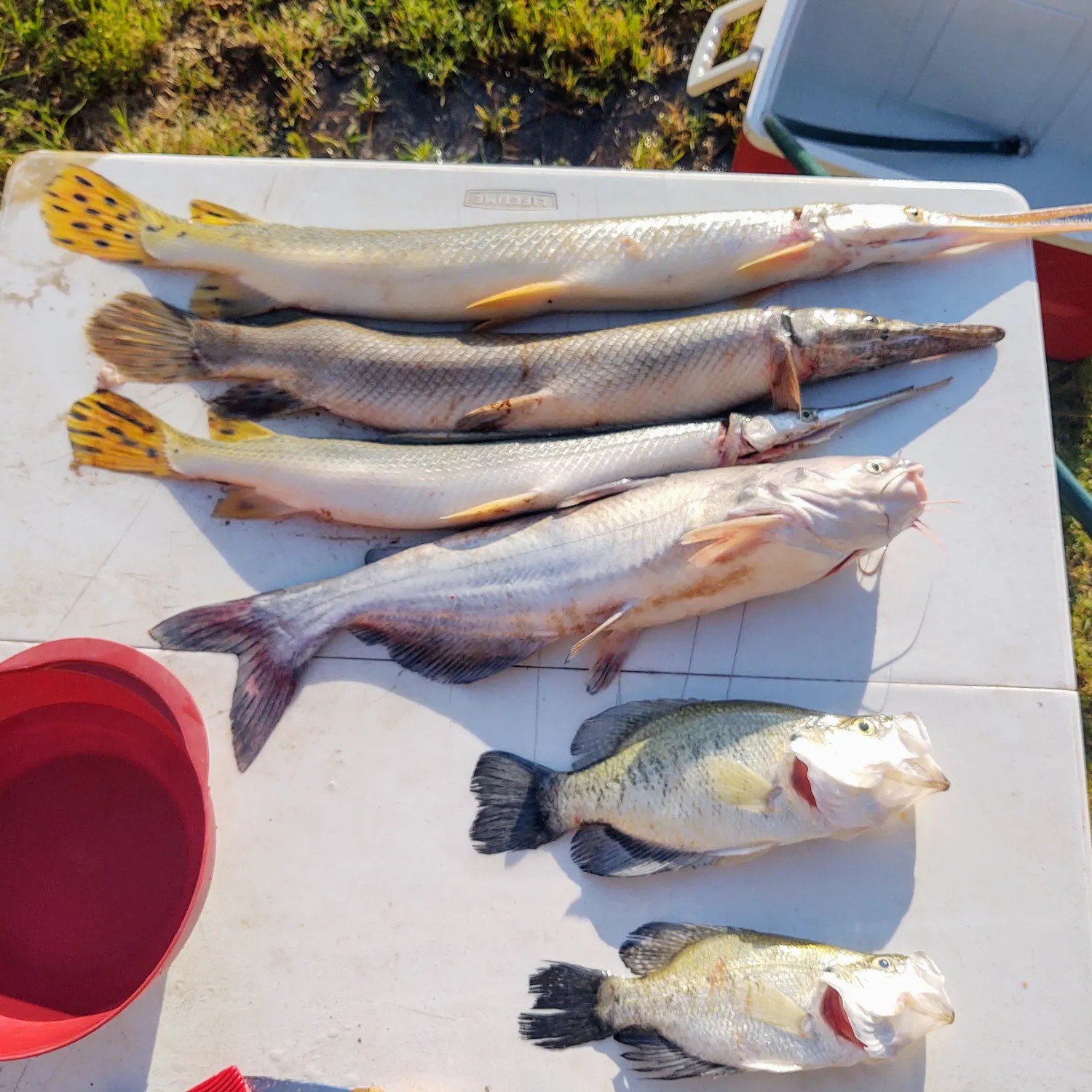 recently logged catches