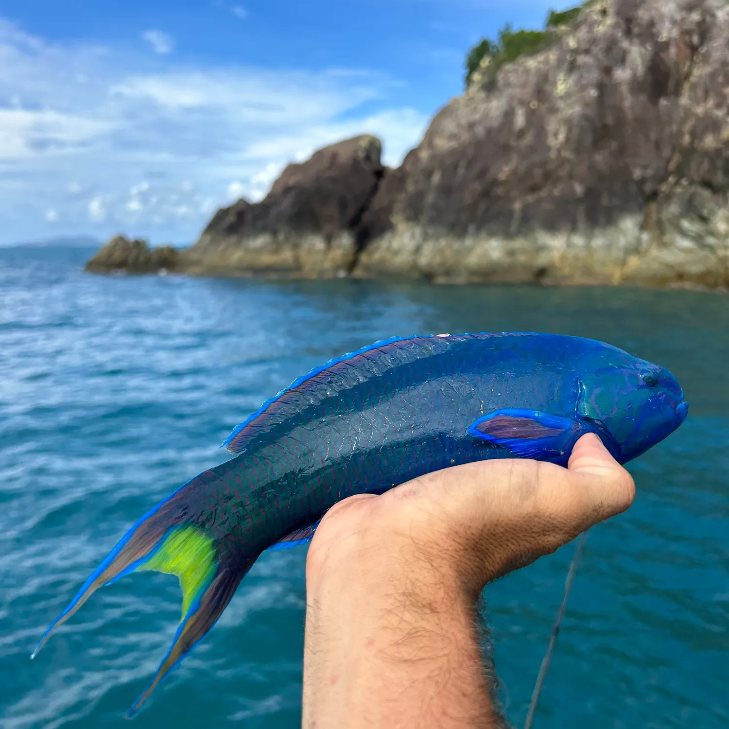 The most popular recent Moon wrasse catch on Fishbrain