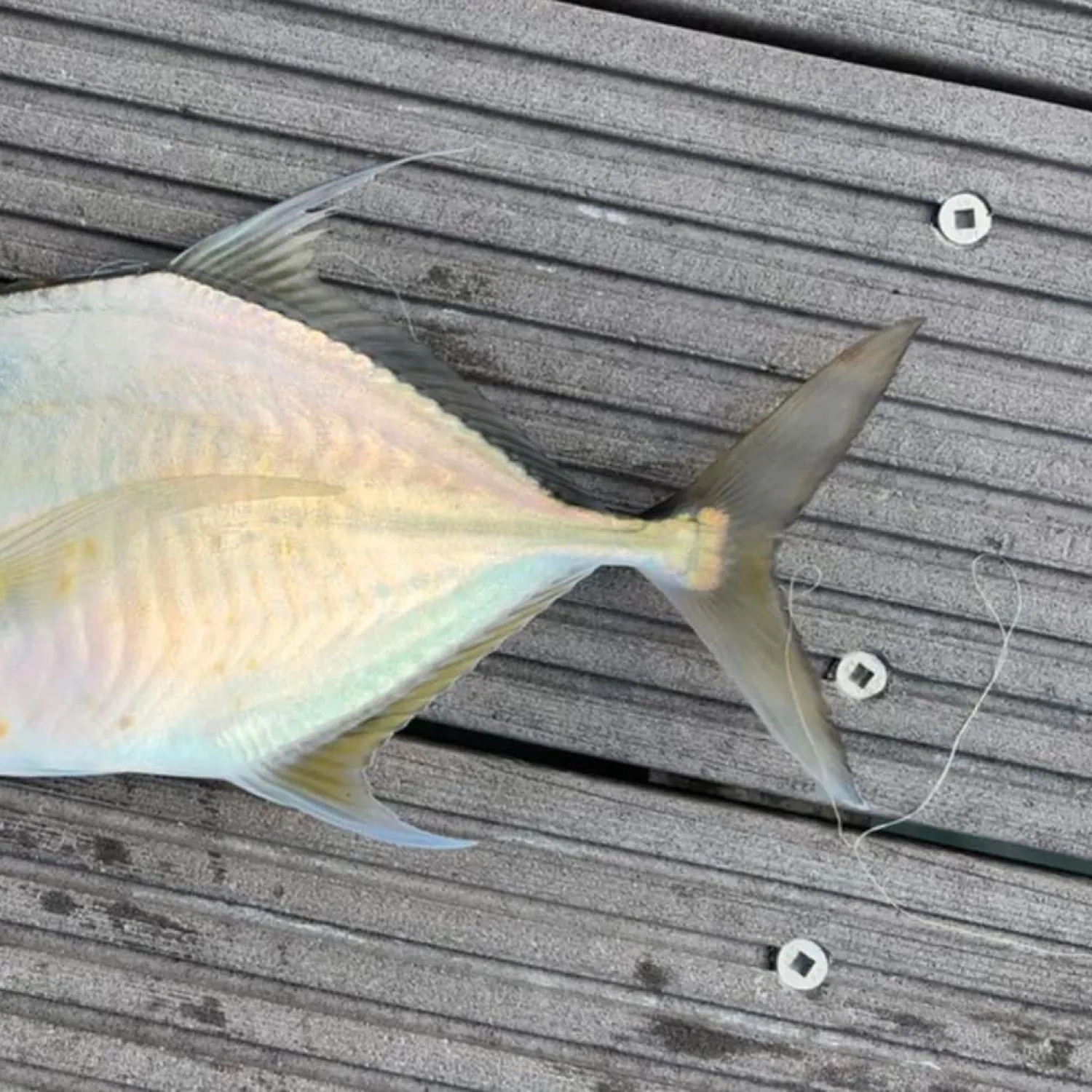 The most popular recent Longnose trevally catch on Fishbrain