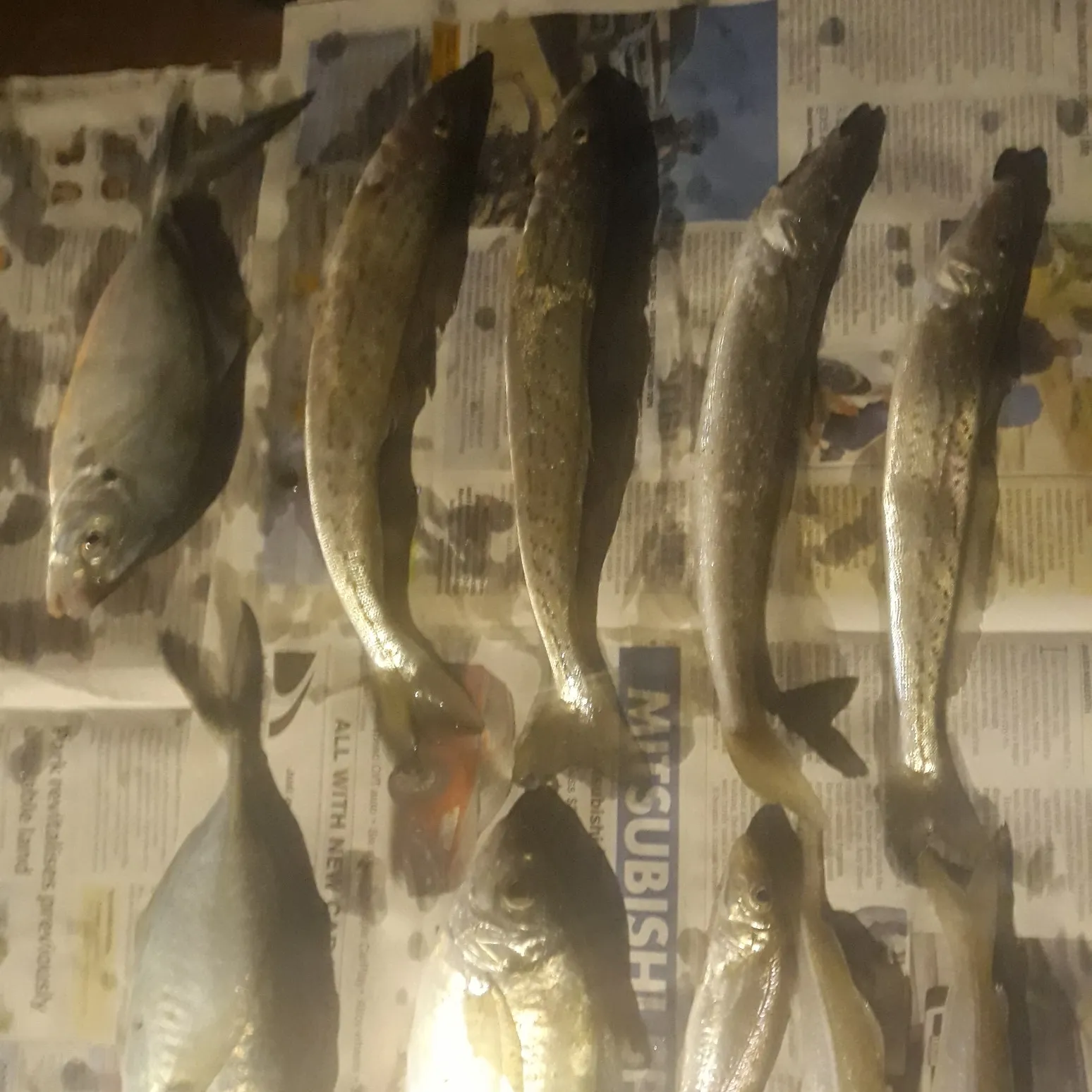 recently logged catches