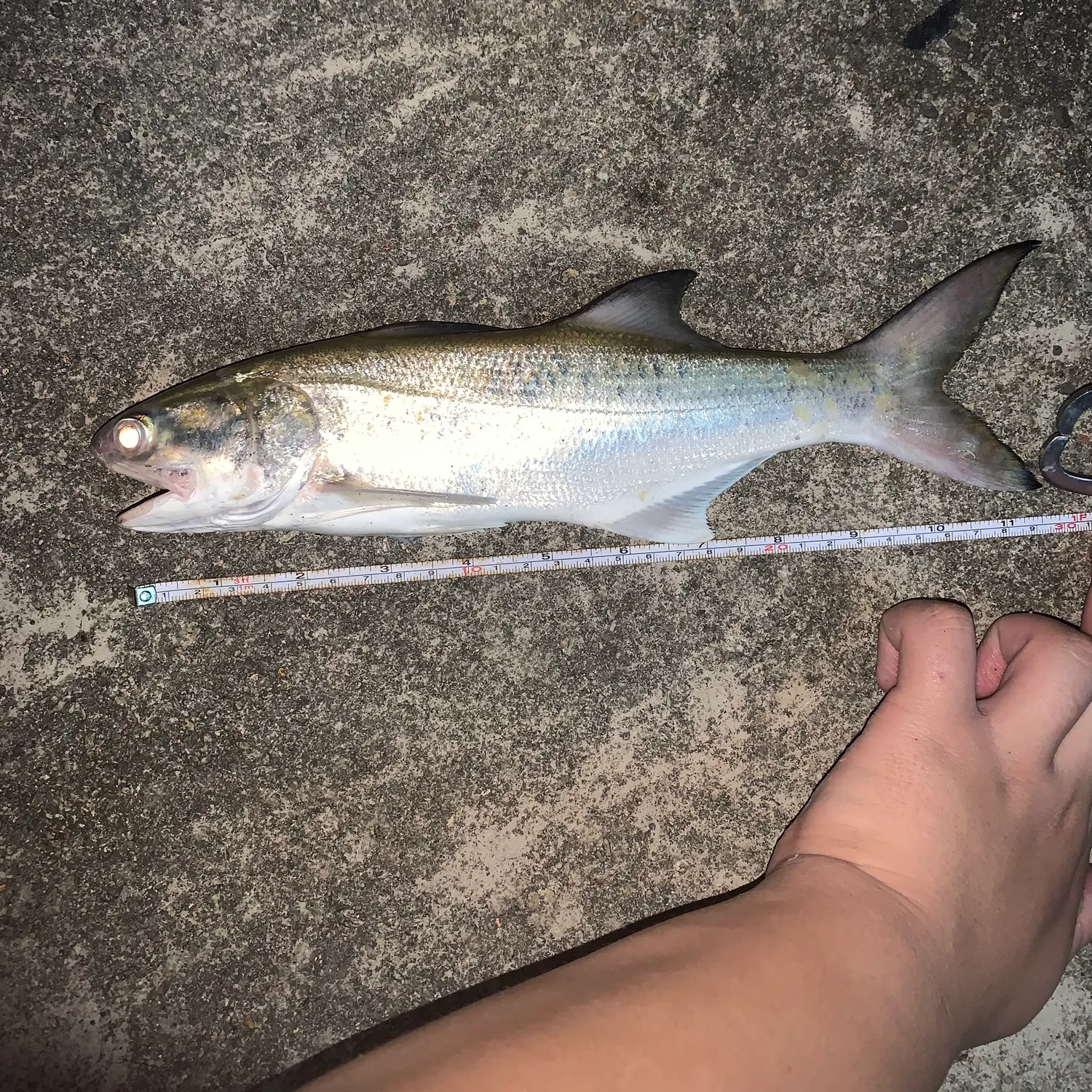 The most popular recent Fourfinger threadfin catch on Fishbrain