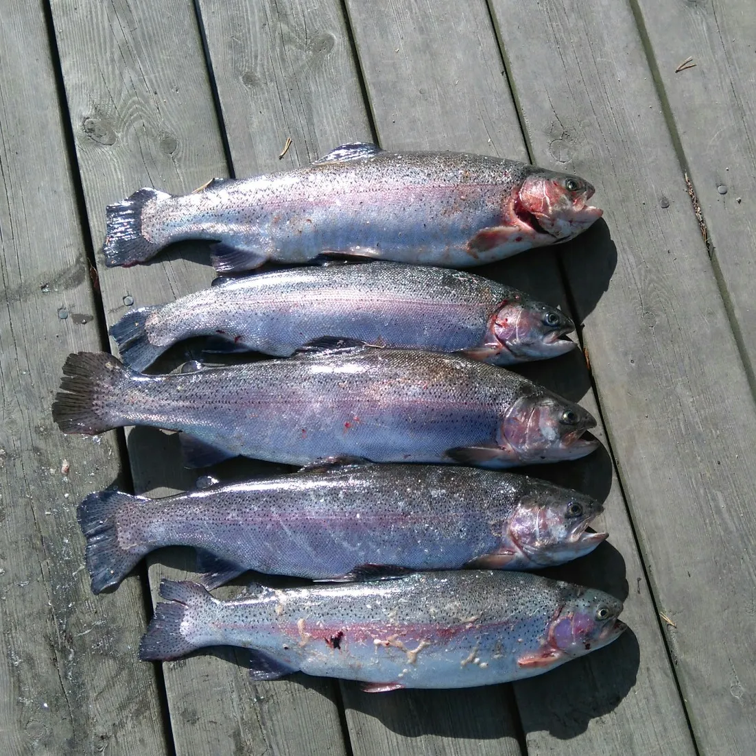 recently logged catches