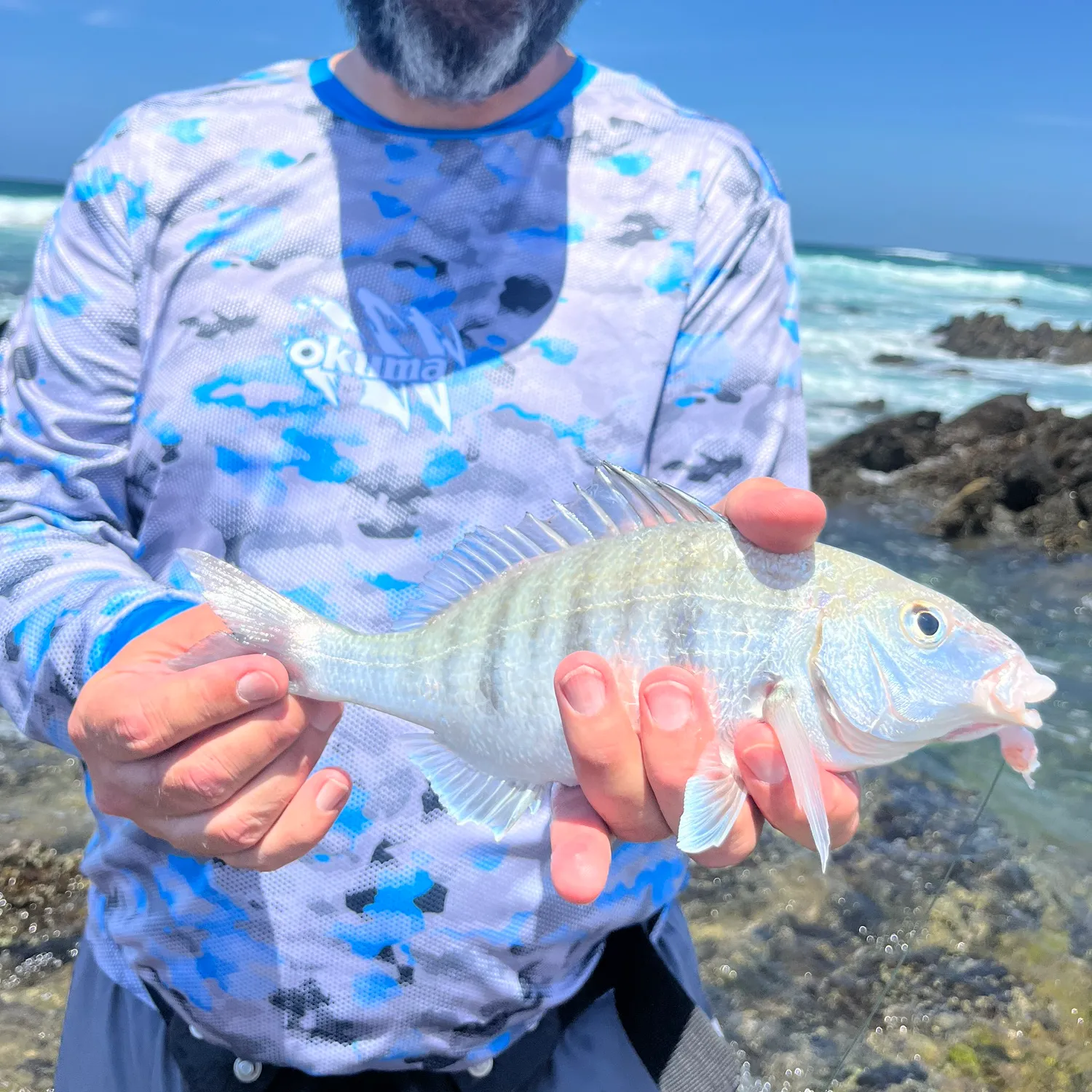 The most popular recent White steenbras catch on Fishbrain