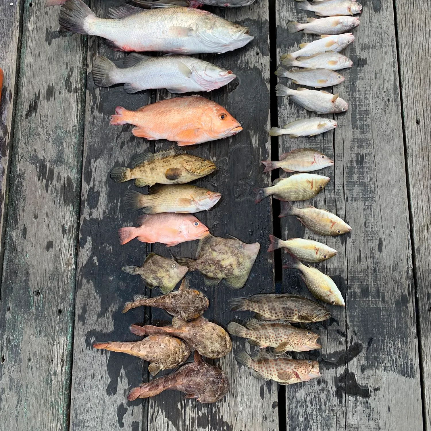 recently logged catches