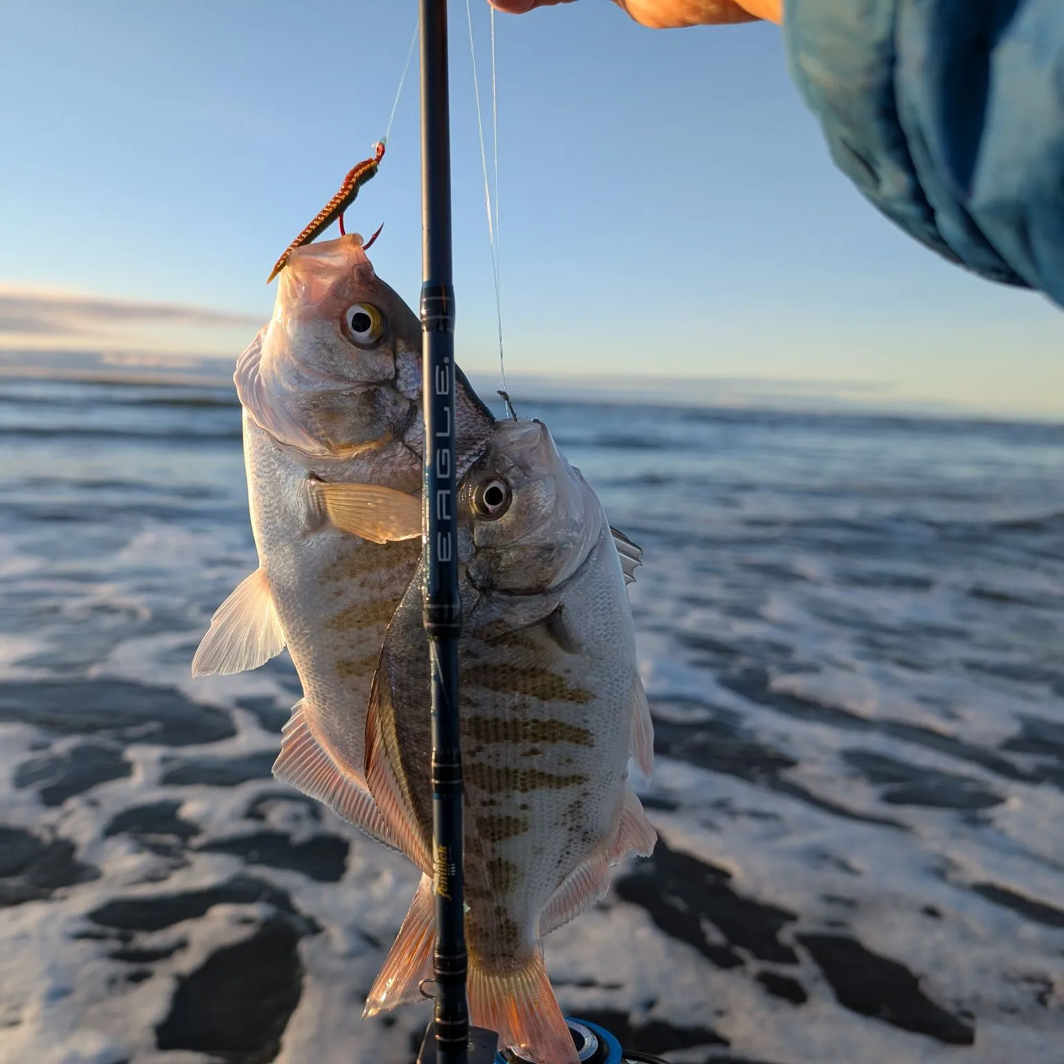 The most popular recent Redtail surfperch catch on Fishbrain