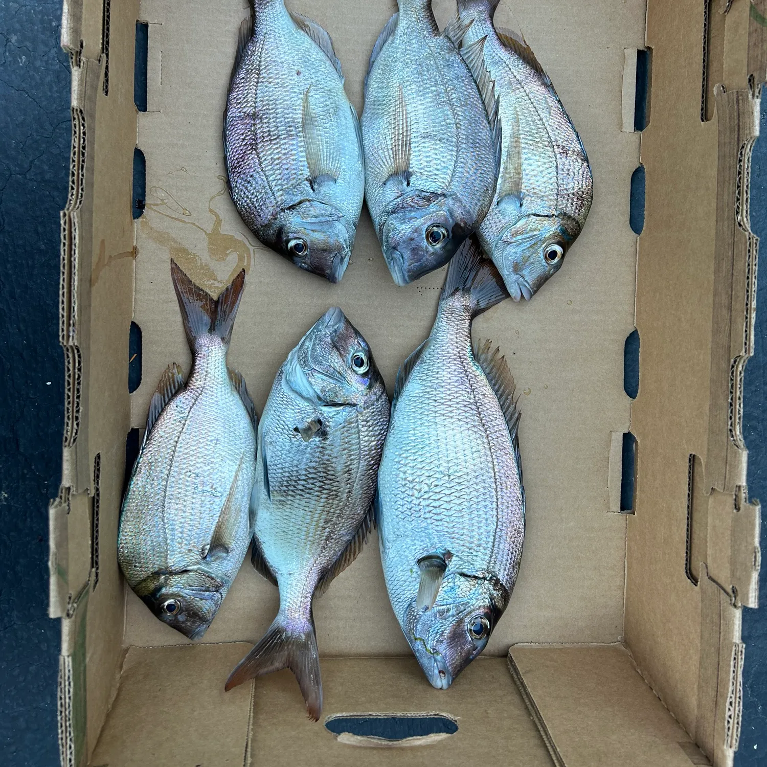 recently logged catches