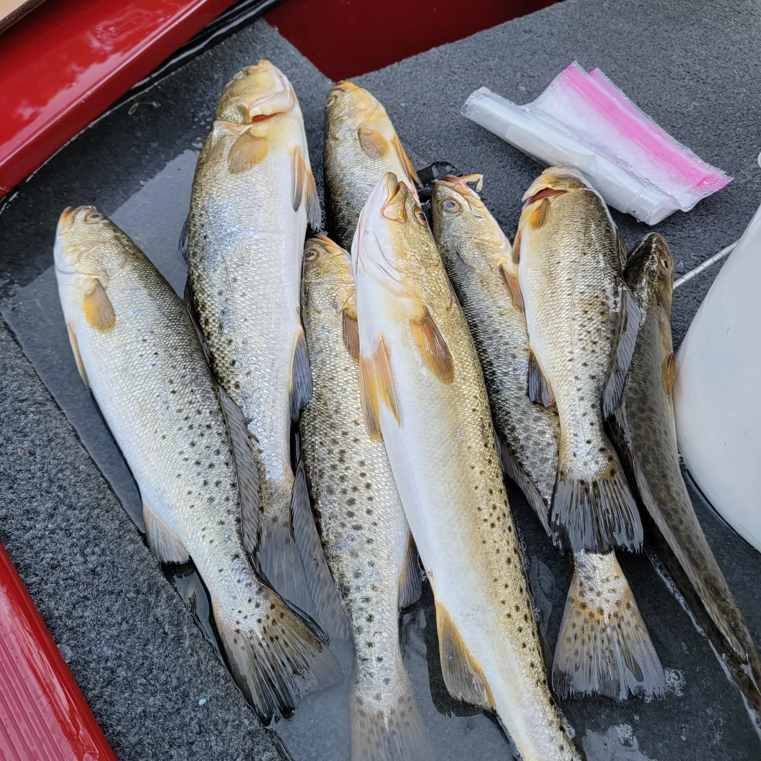 recently logged catches