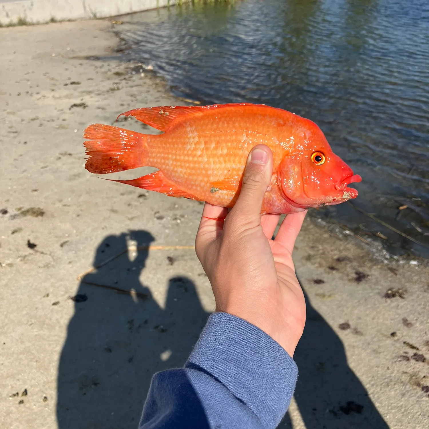 The most popular recent Midas cichlid catch on Fishbrain