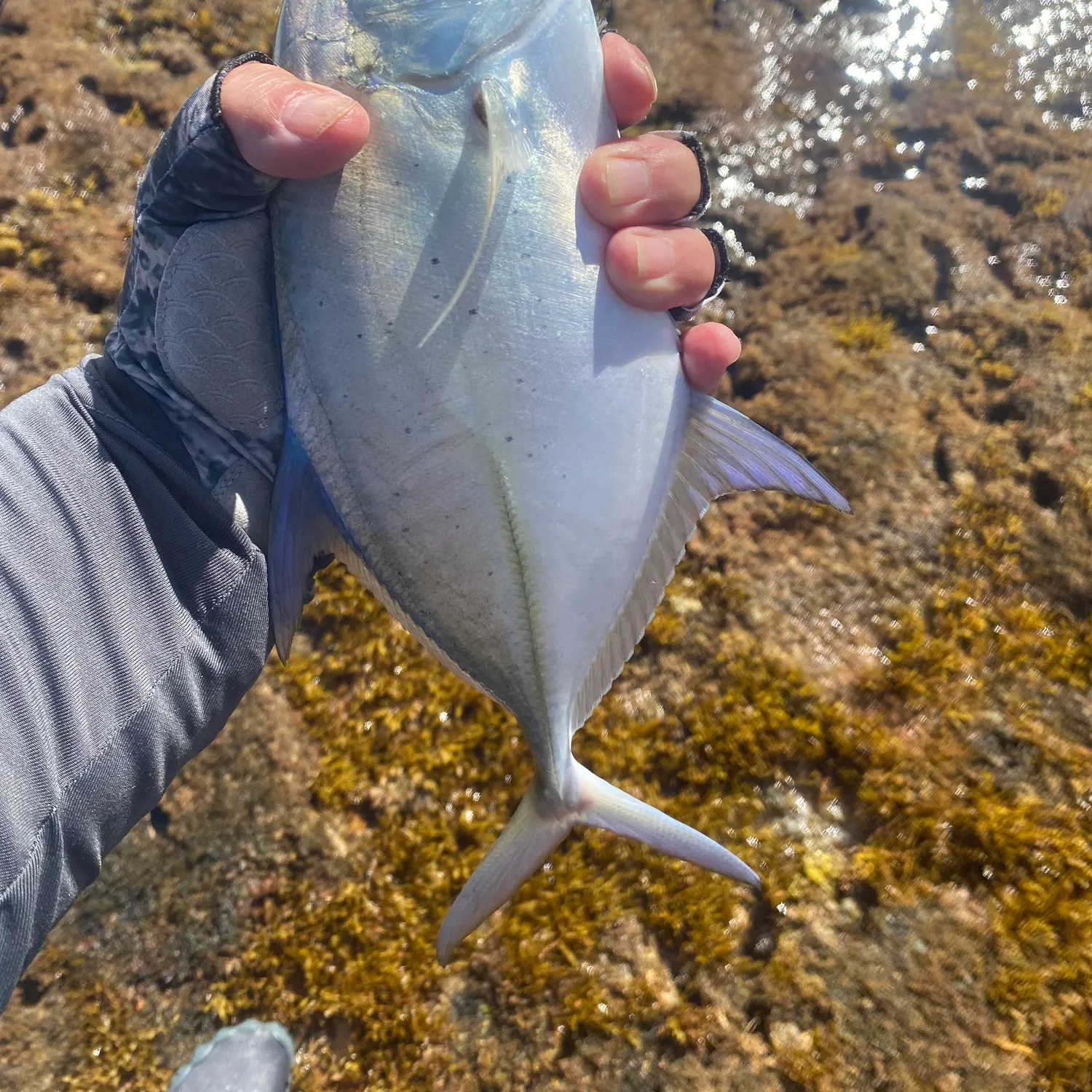 The most popular recent Skipjack trevally catch on Fishbrain