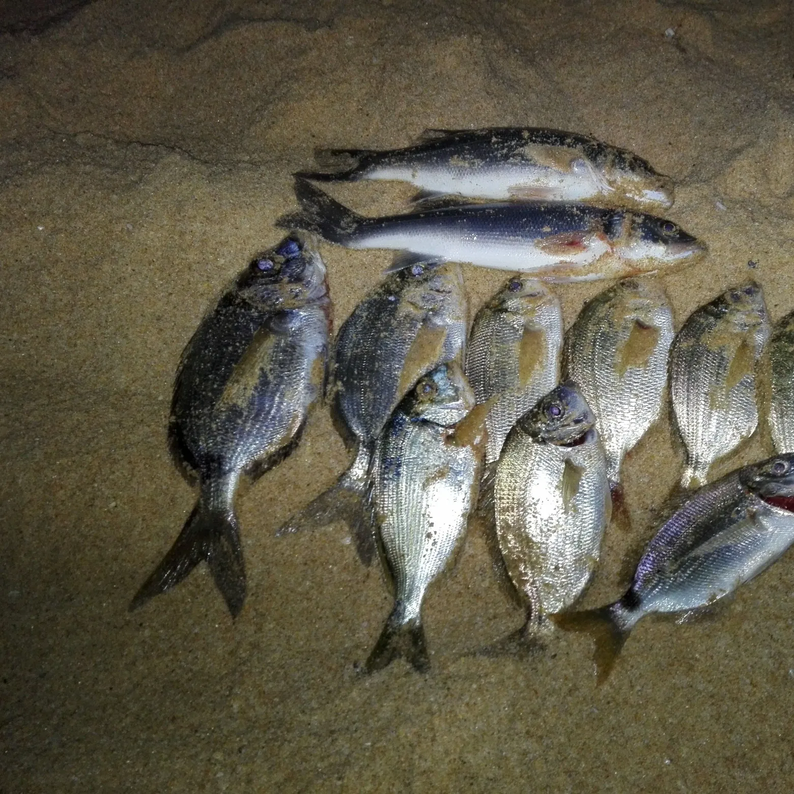 recently logged catches