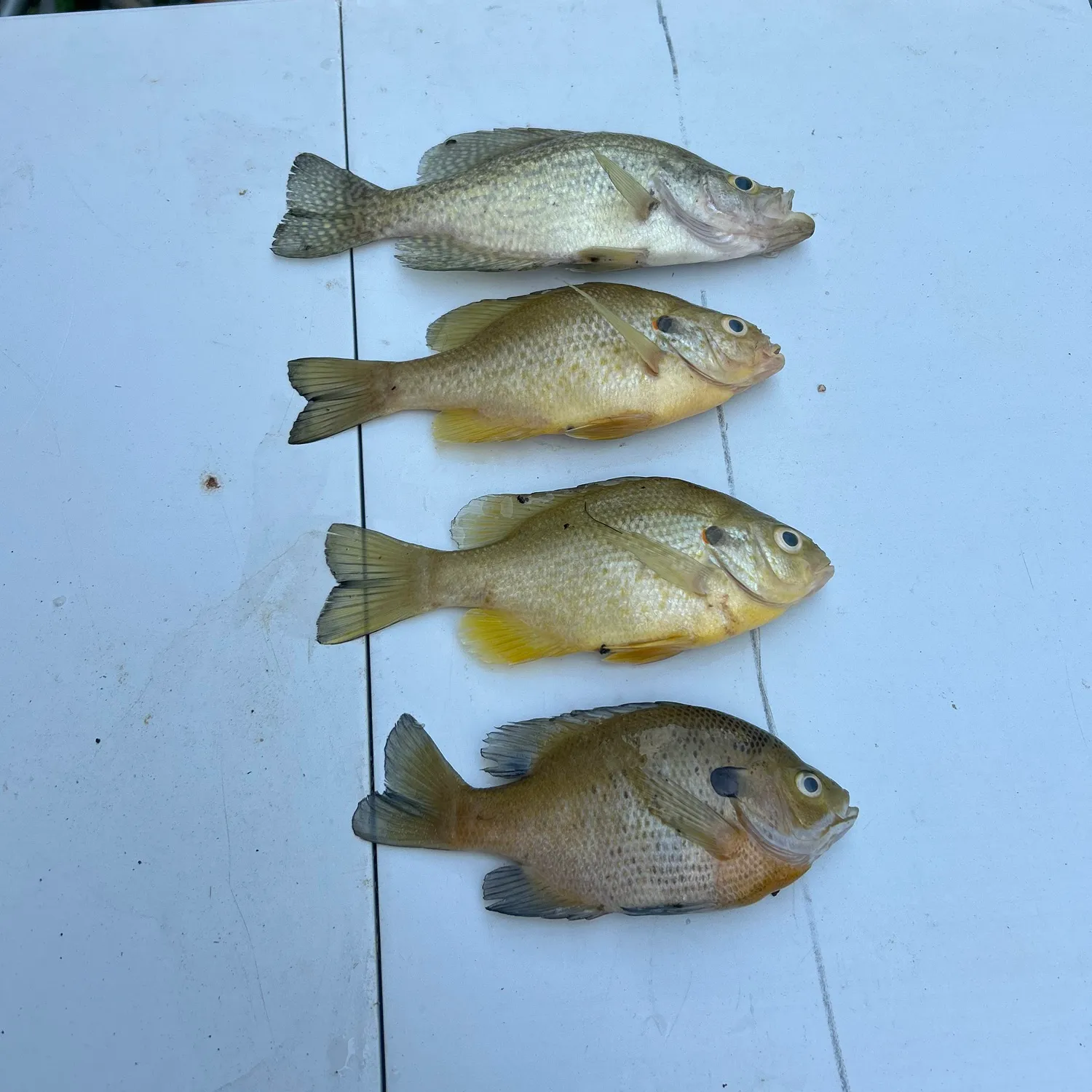 recently logged catches