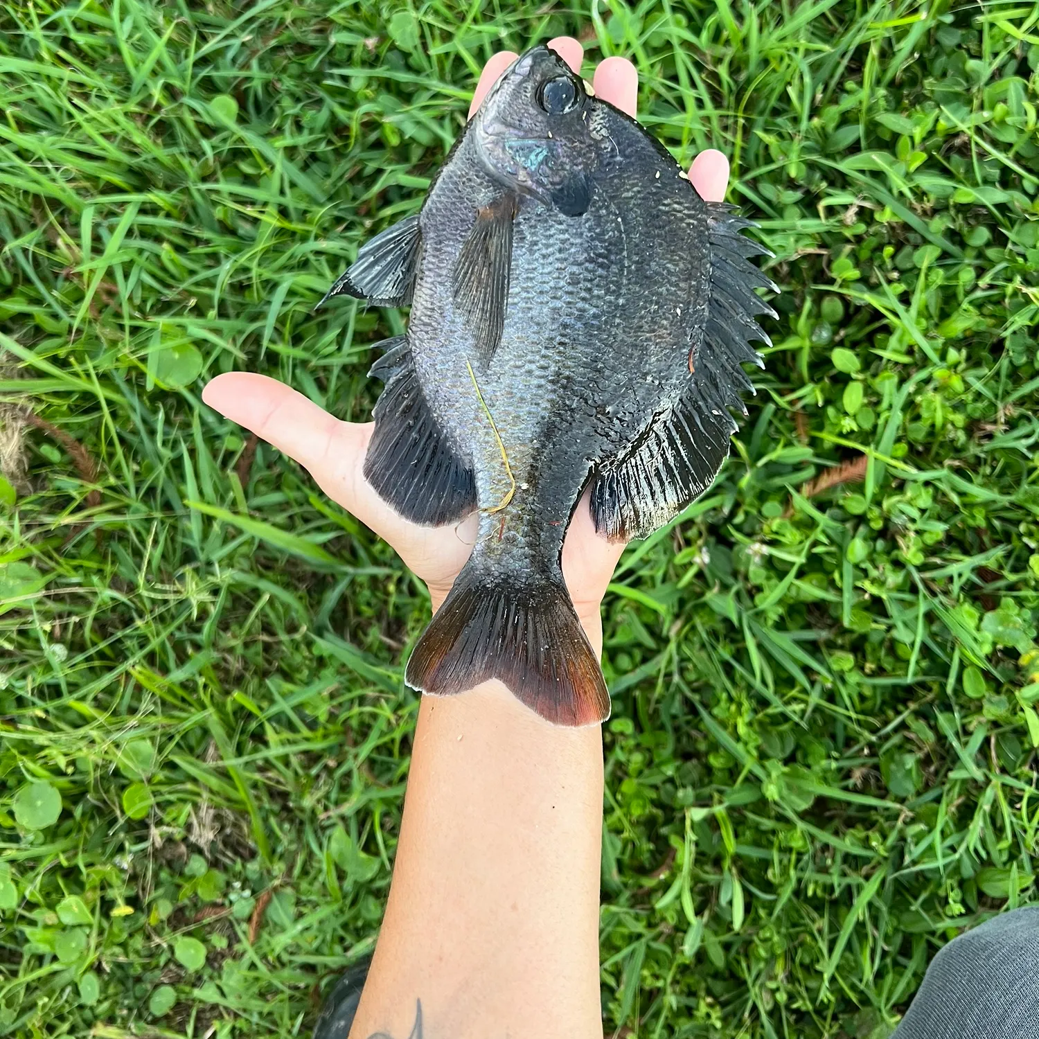 The most popular recent Coppernose bluegill catch on Fishbrain