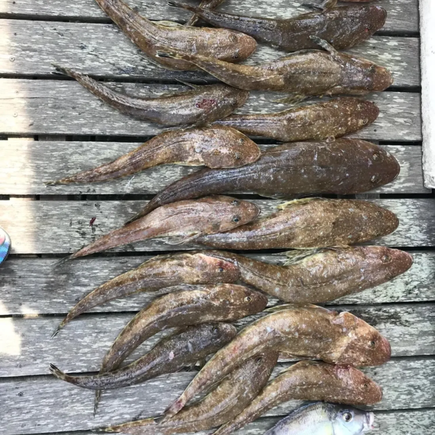 recently logged catches