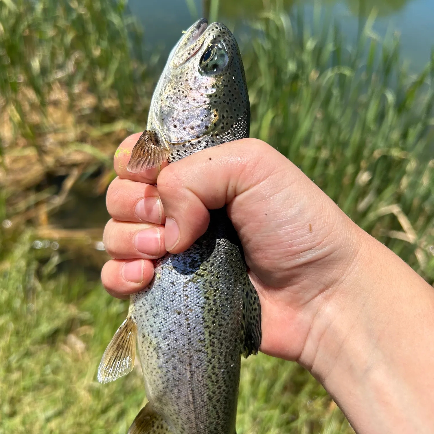 ᐅ Chipeta State Park Lake fishing reports🎣• Montrose, CO (United States ...