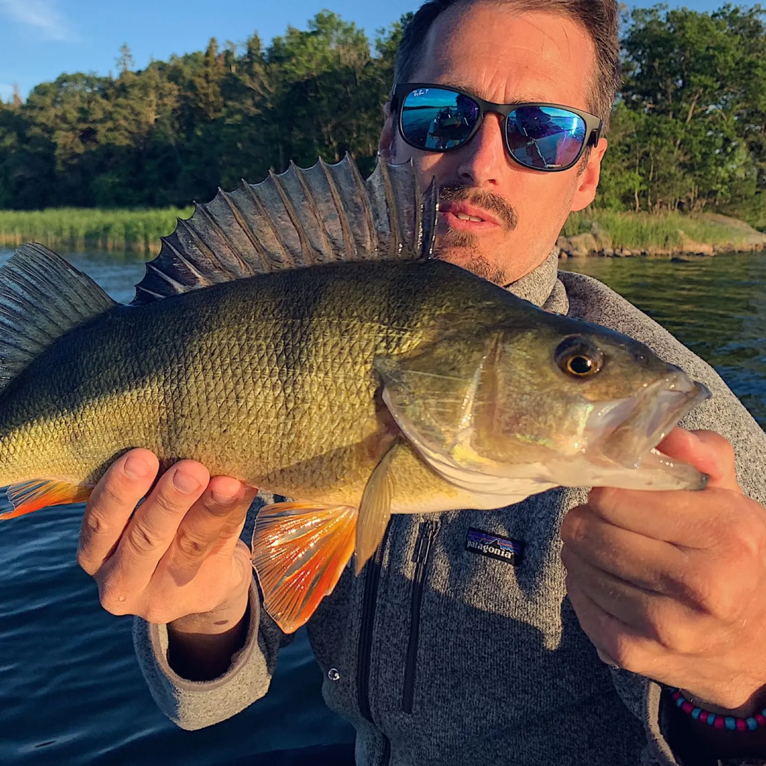 The most popular recent European perch catch on Fishbrain