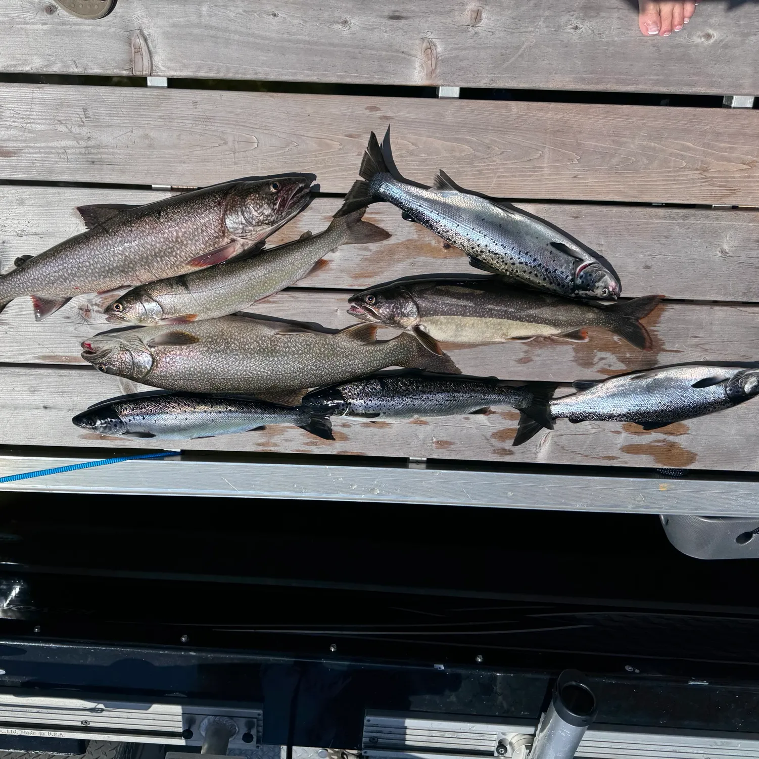 recently logged catches