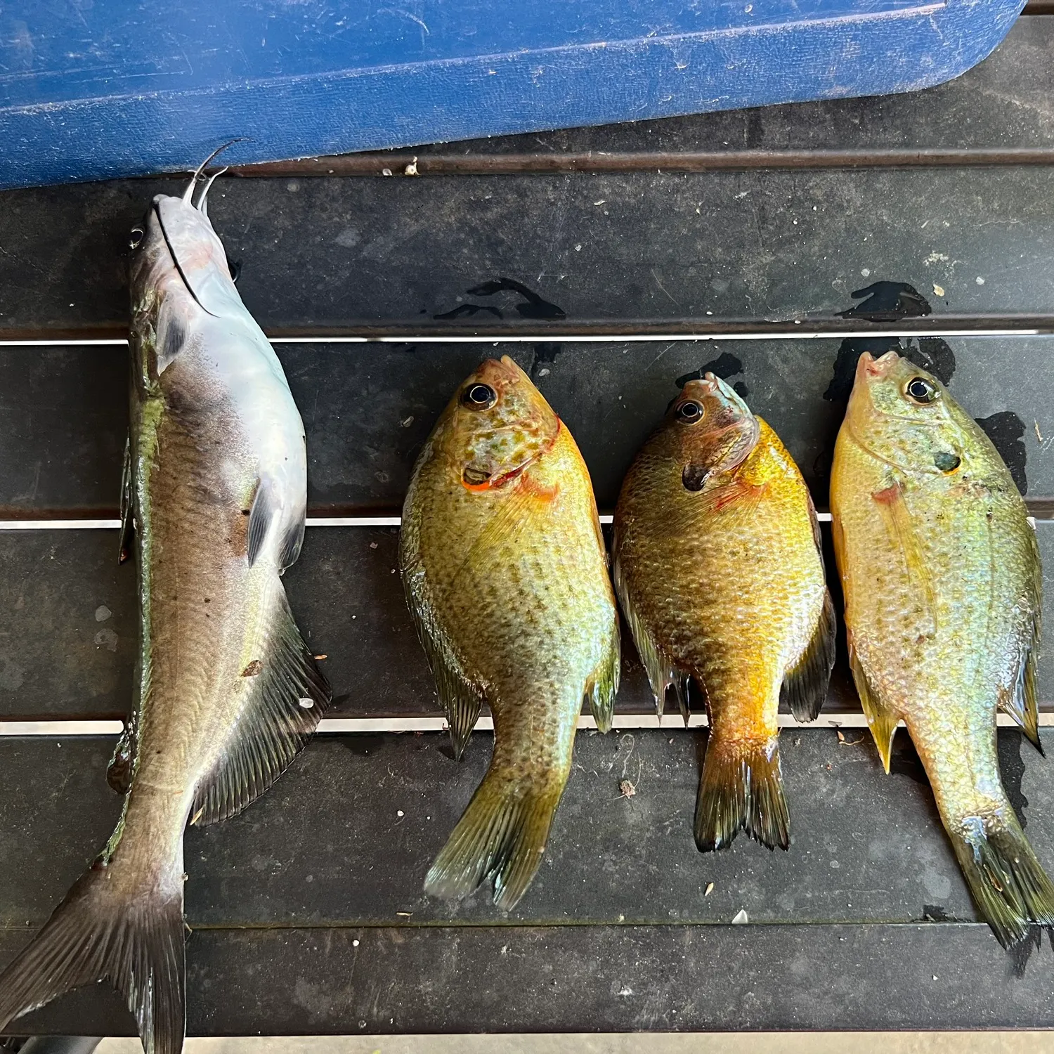 recently logged catches