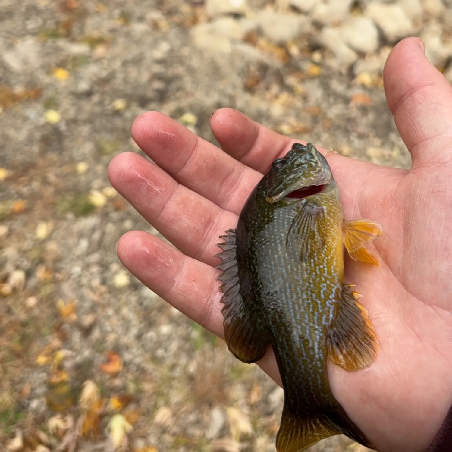 The most popular recent Greengill hybrid catch on Fishbrain