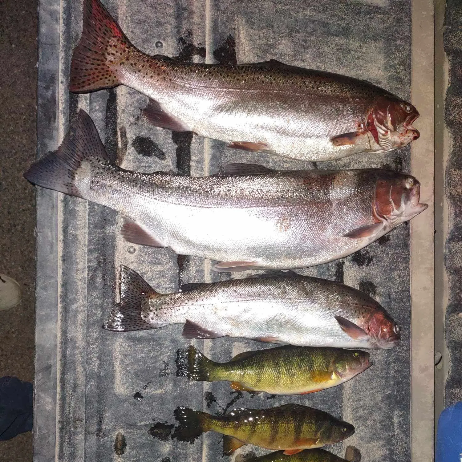 recently logged catches