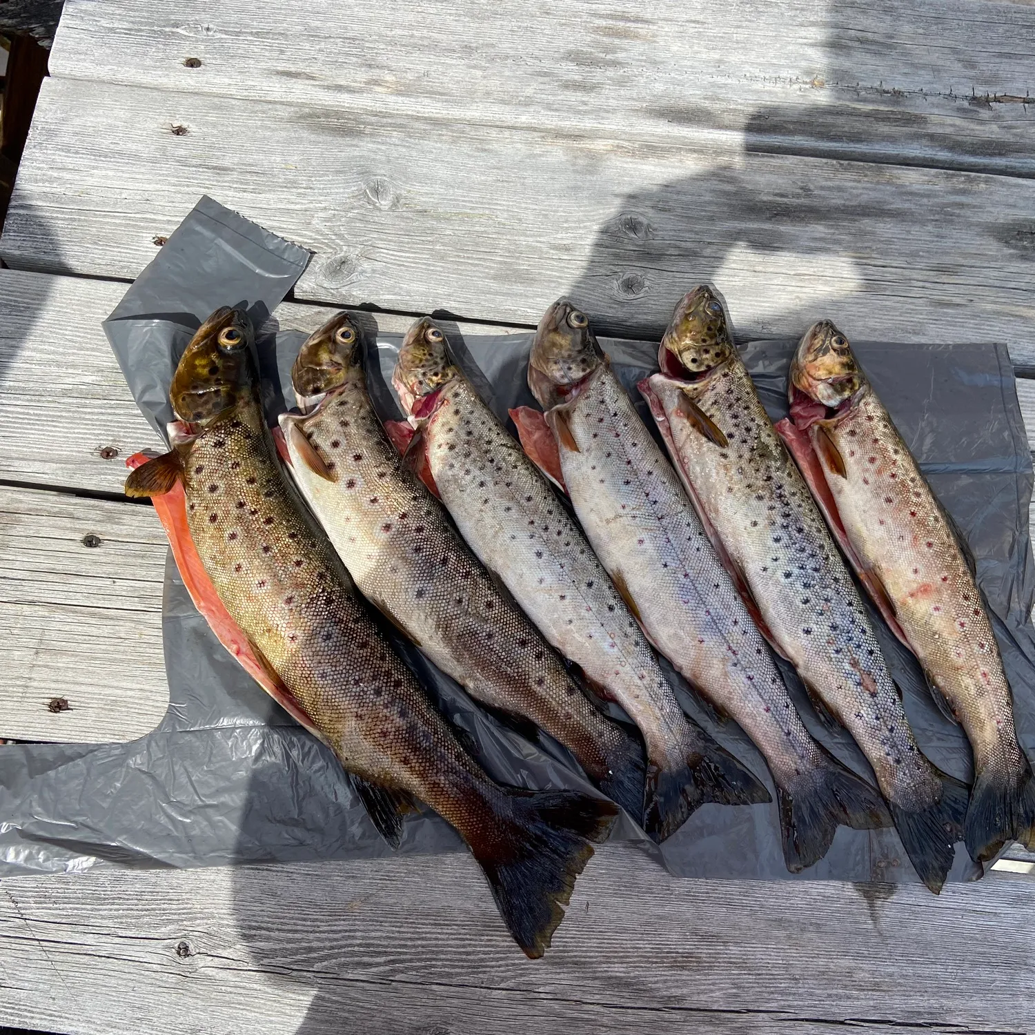 recently logged catches