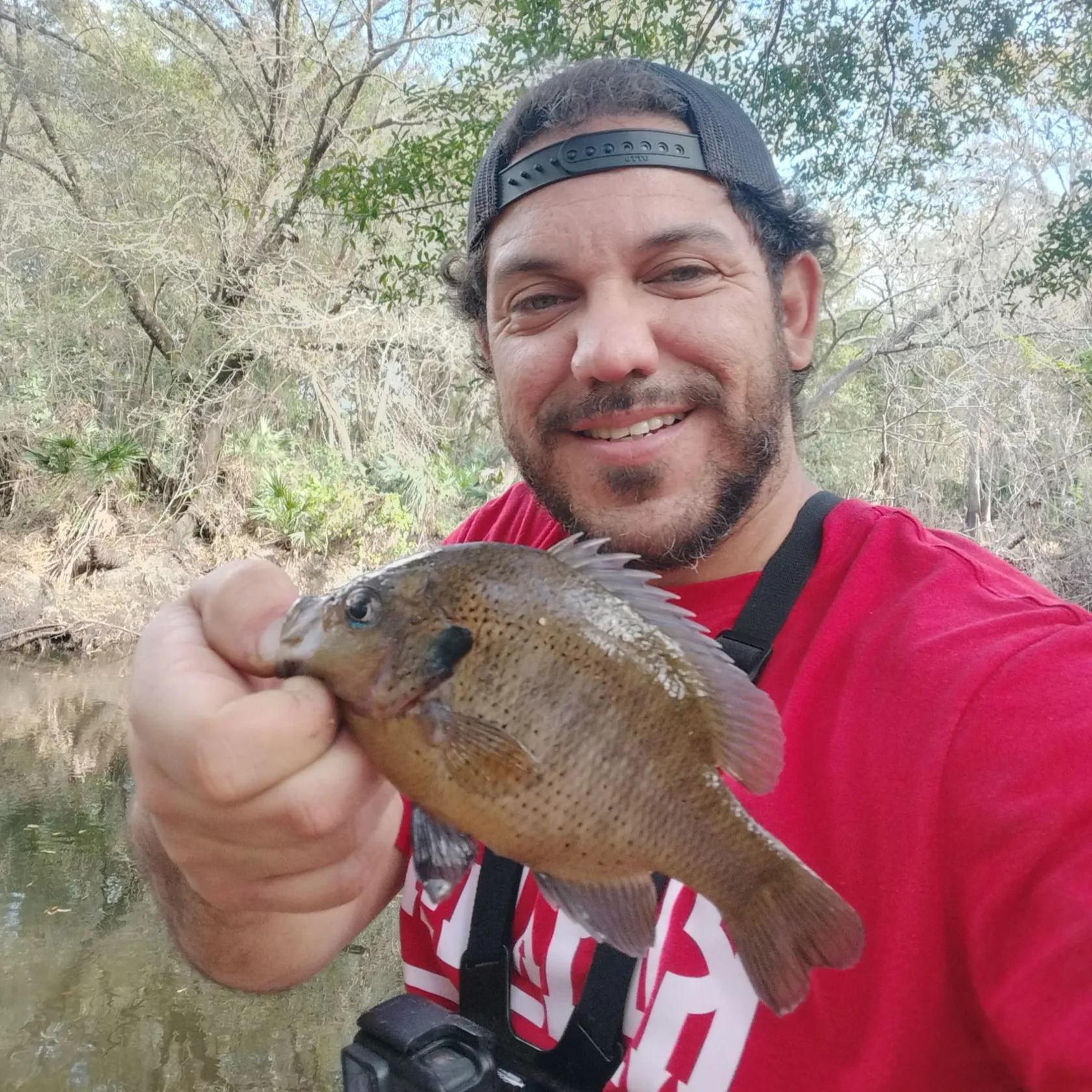 The most popular recent Spotted sunfish catch on Fishbrain