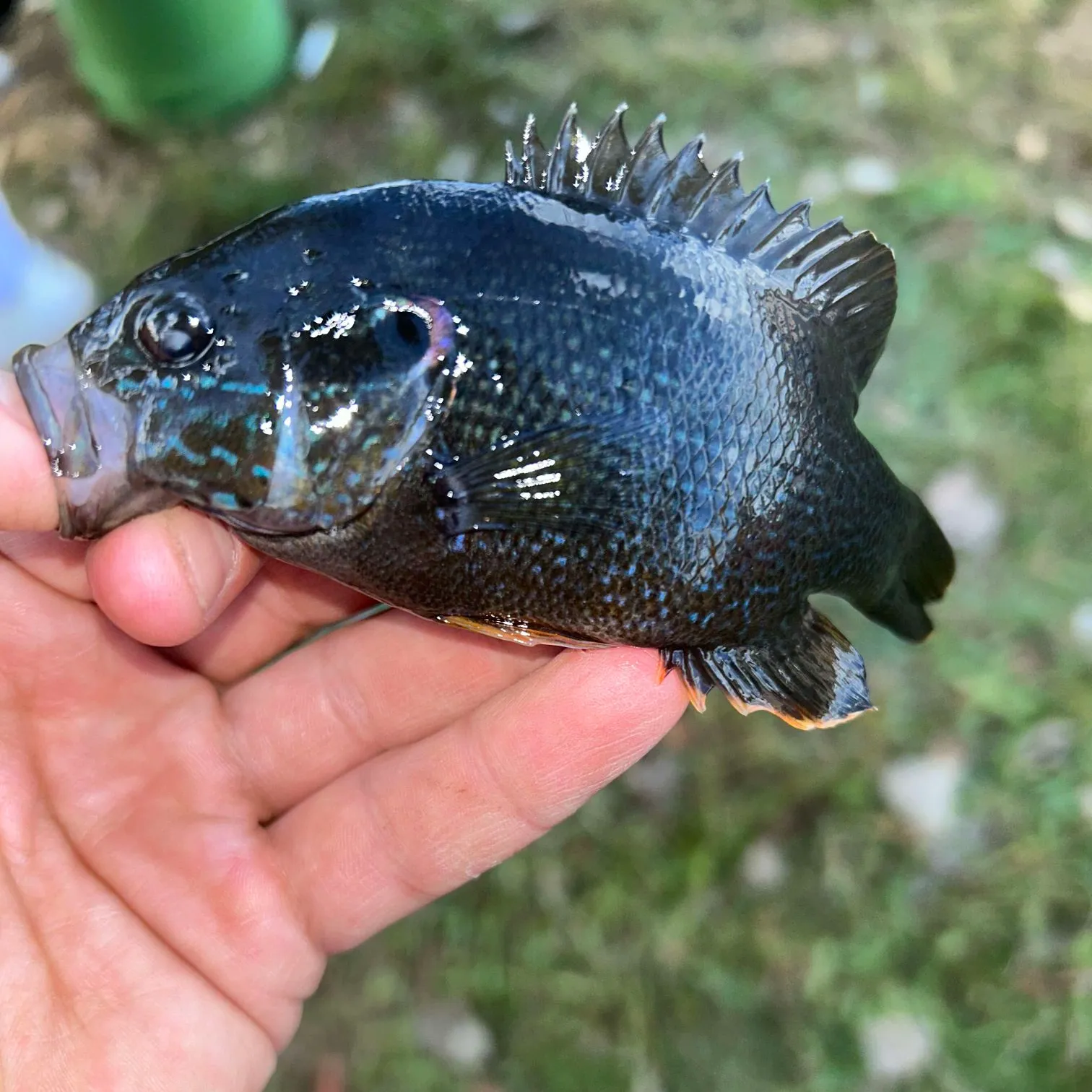 The most popular recent Bluespotted Sunfish catch on Fishbrain