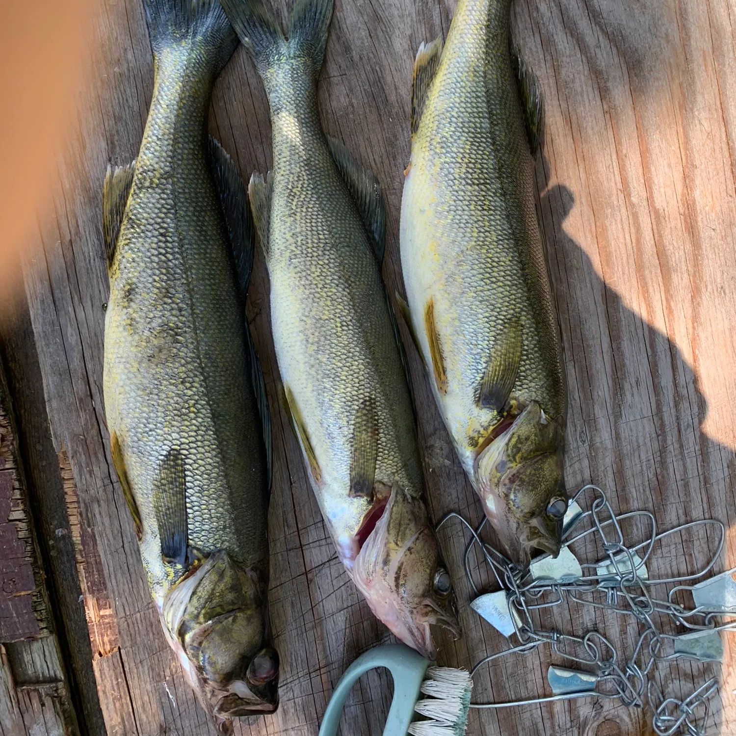 recently logged catches