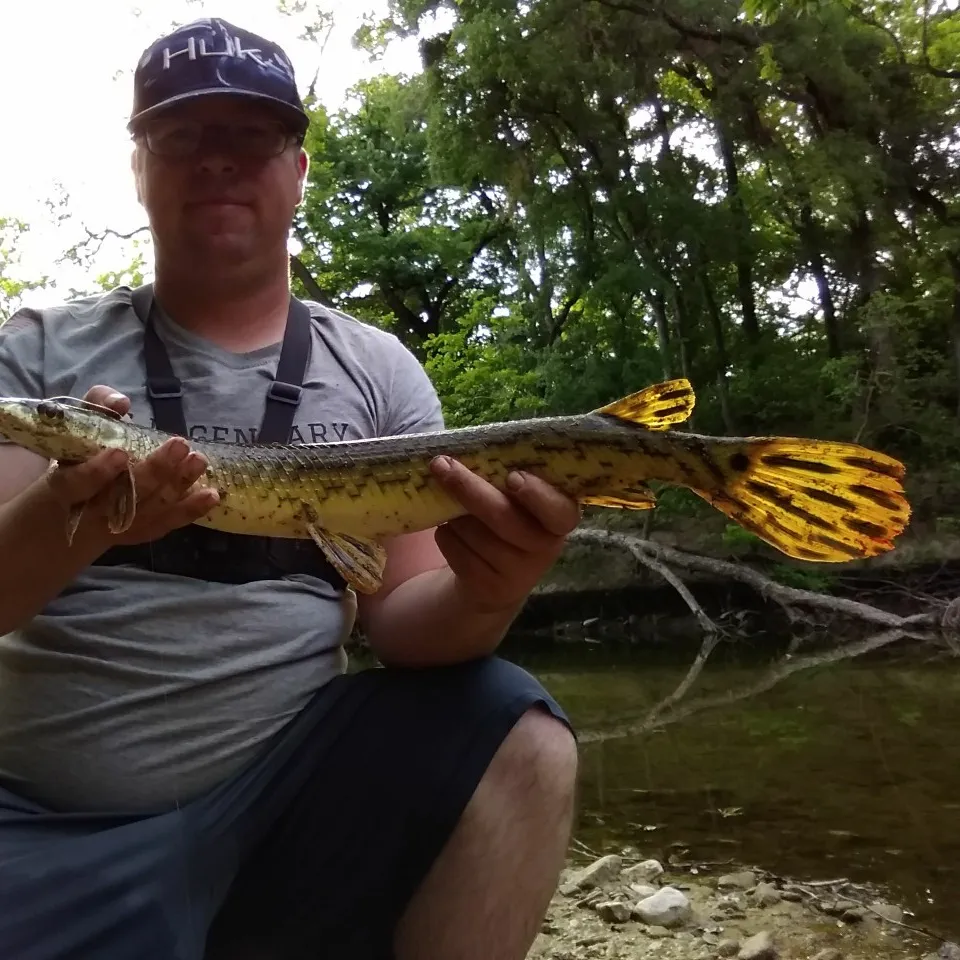 The most popular recent Longnose gar catch on Fishbrain