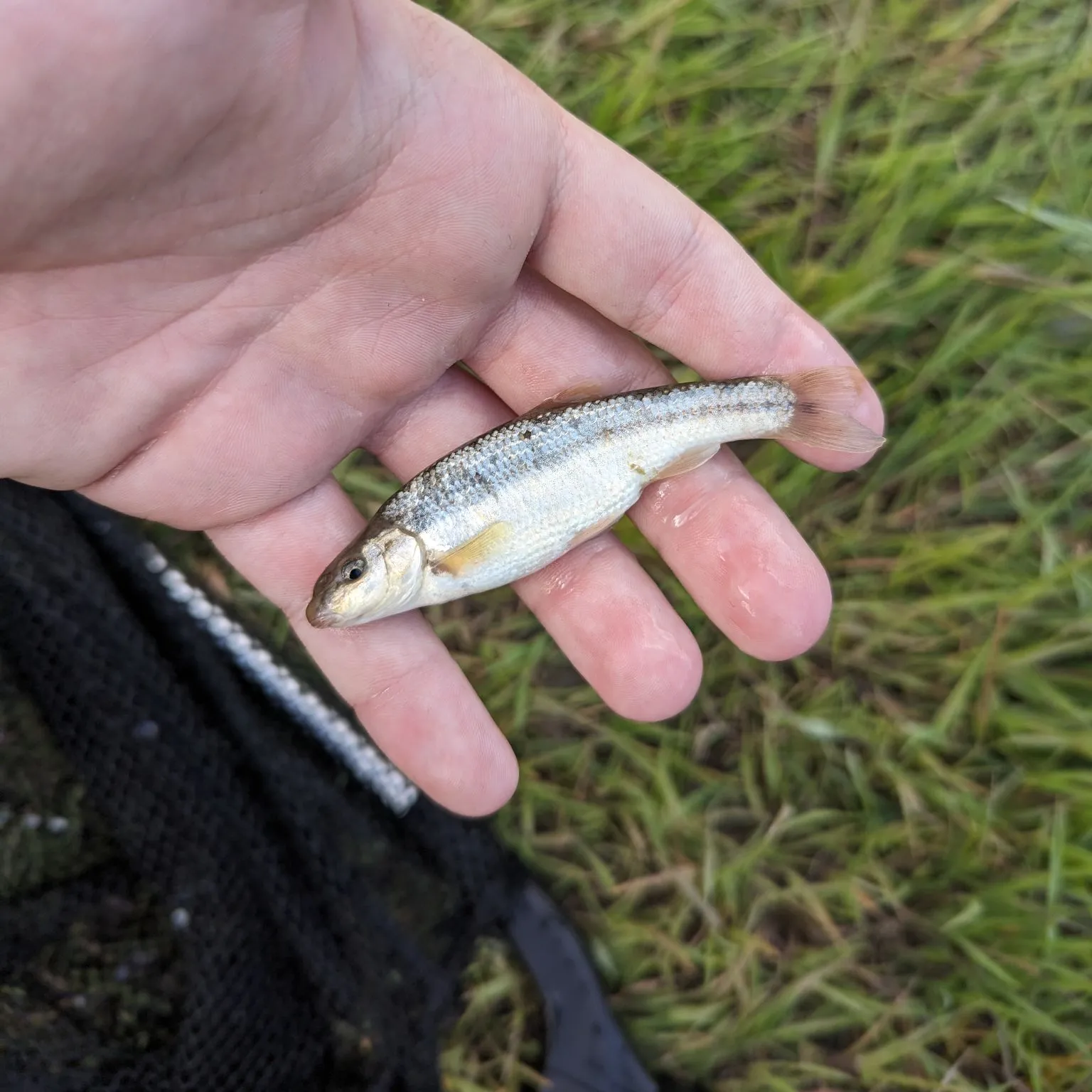 The most popular recent Central stoneroller catch on Fishbrain