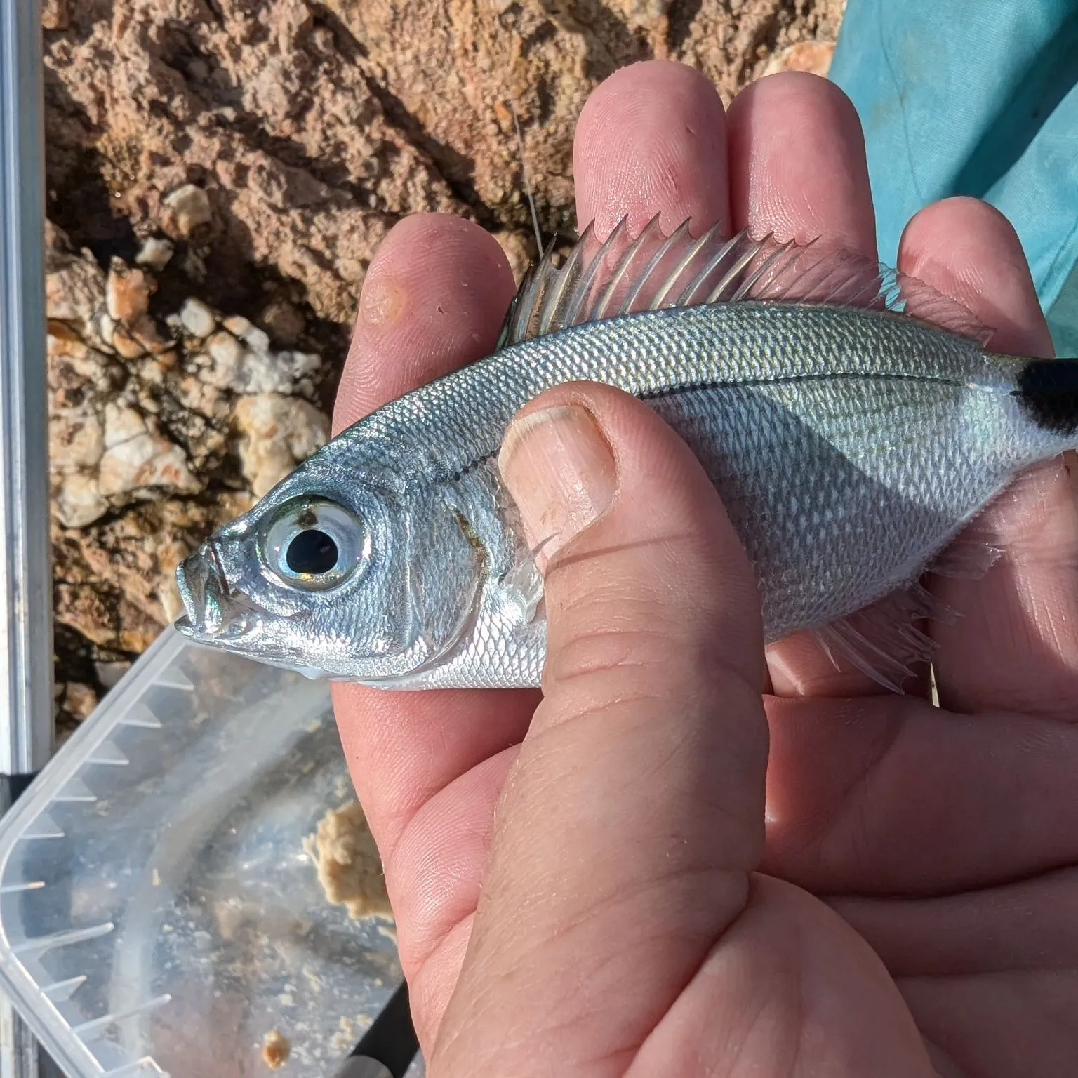 The most popular recent Saddled seabream catch on Fishbrain