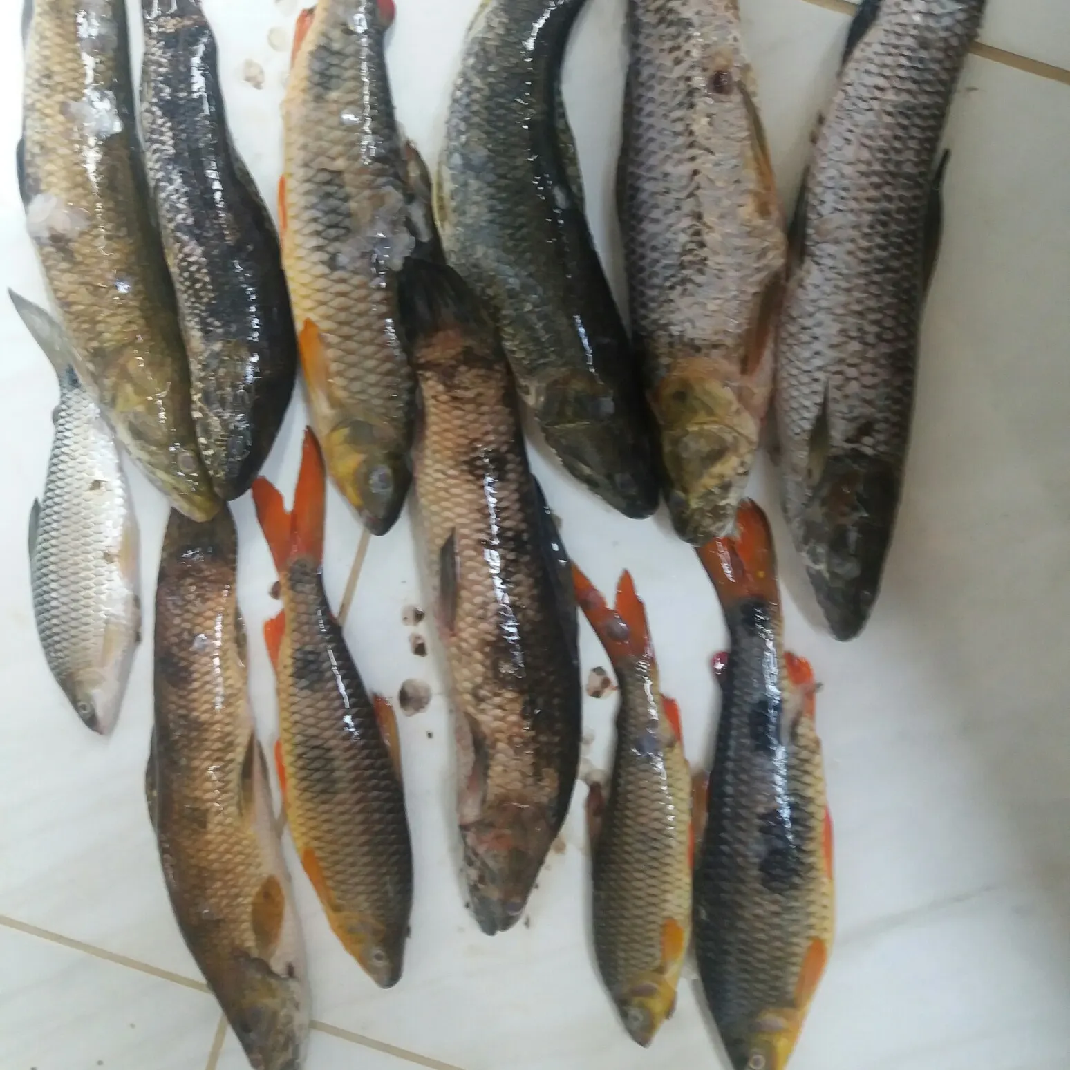 recently logged catches