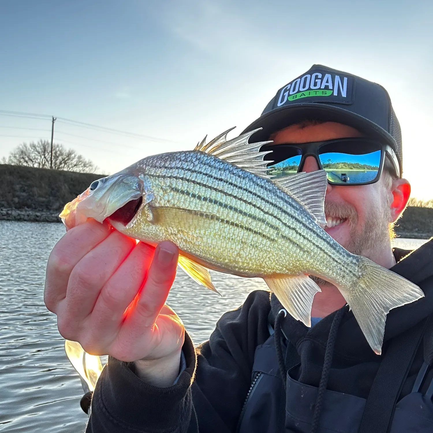 The most popular recent Yellow bass catch on Fishbrain