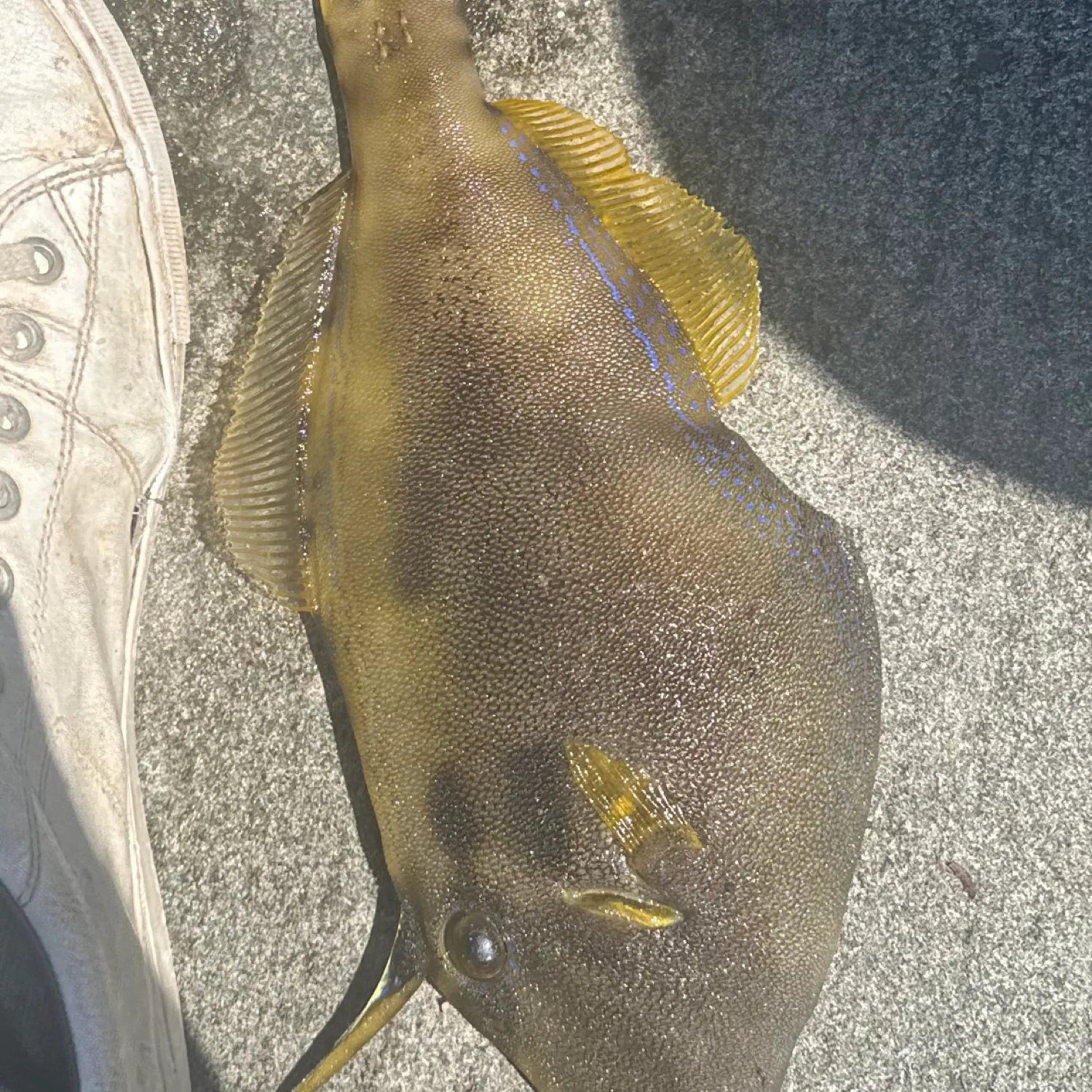 The most popular recent Yellowfin leatherjacket catch on Fishbrain