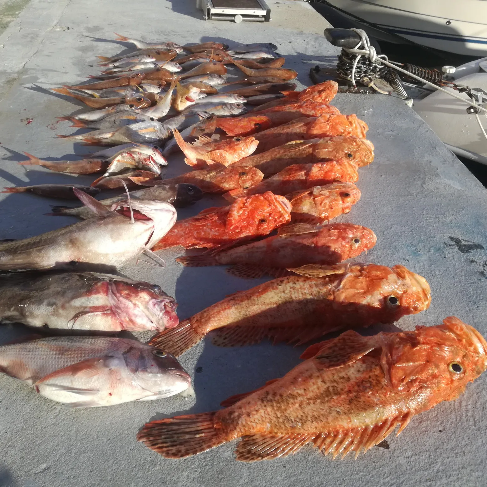 recently logged catches