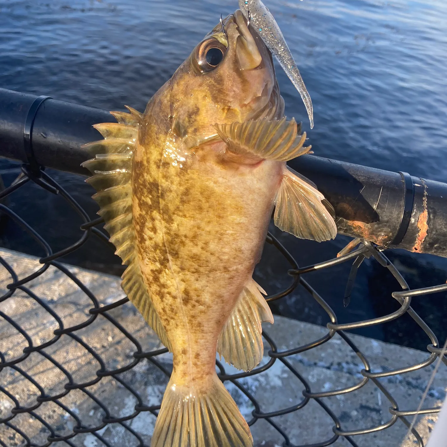 The most popular recent Calico rockfish catch on Fishbrain