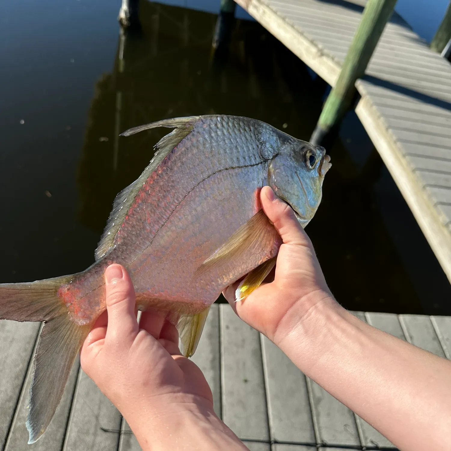 The most popular recent Striped mojarra catch on Fishbrain