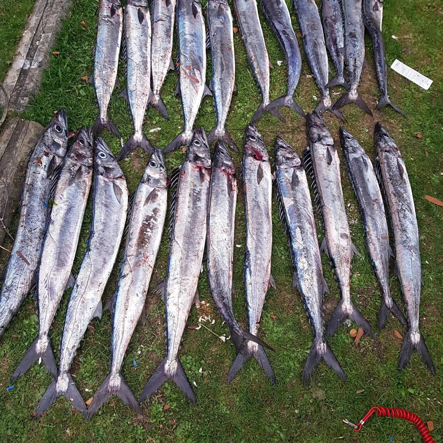 recently logged catches