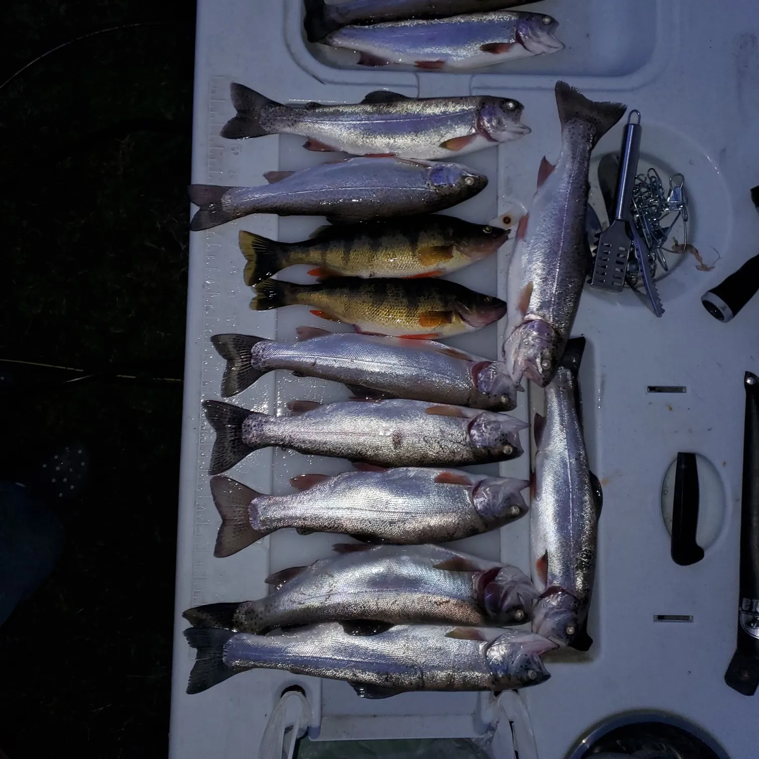 recently logged catches