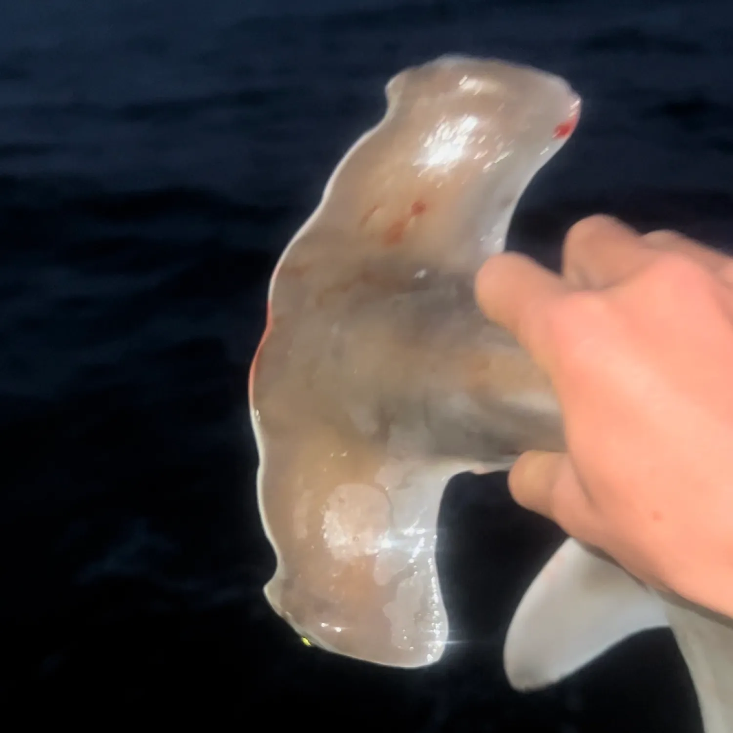 The most popular recent Scalloped hammerhead shark catch on Fishbrain