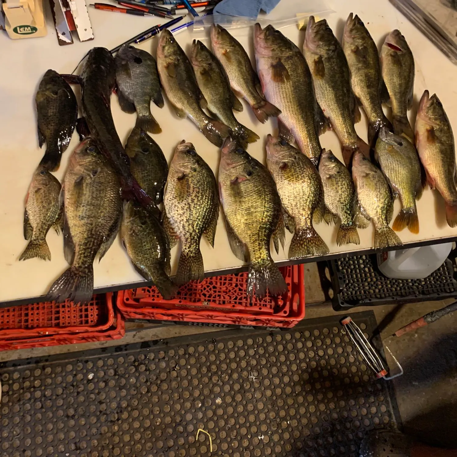 recently logged catches