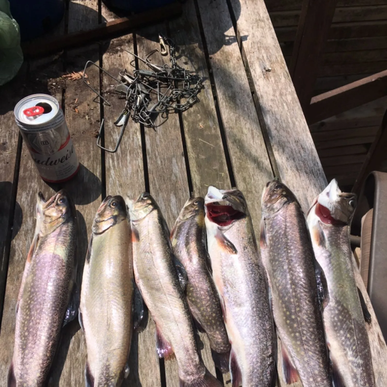 recently logged catches