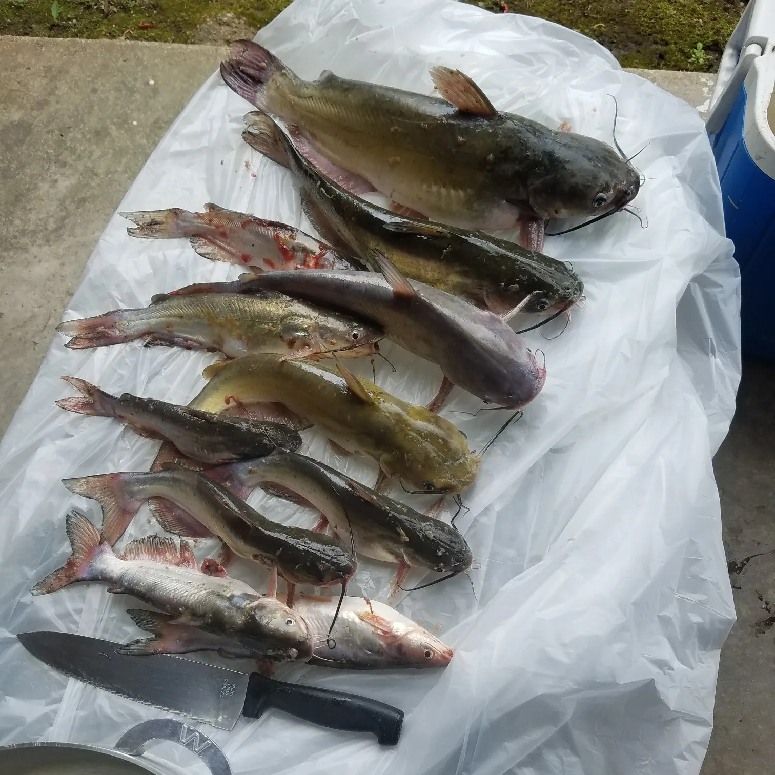 recently logged catches