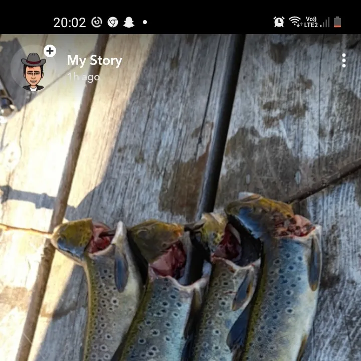 recently logged catches