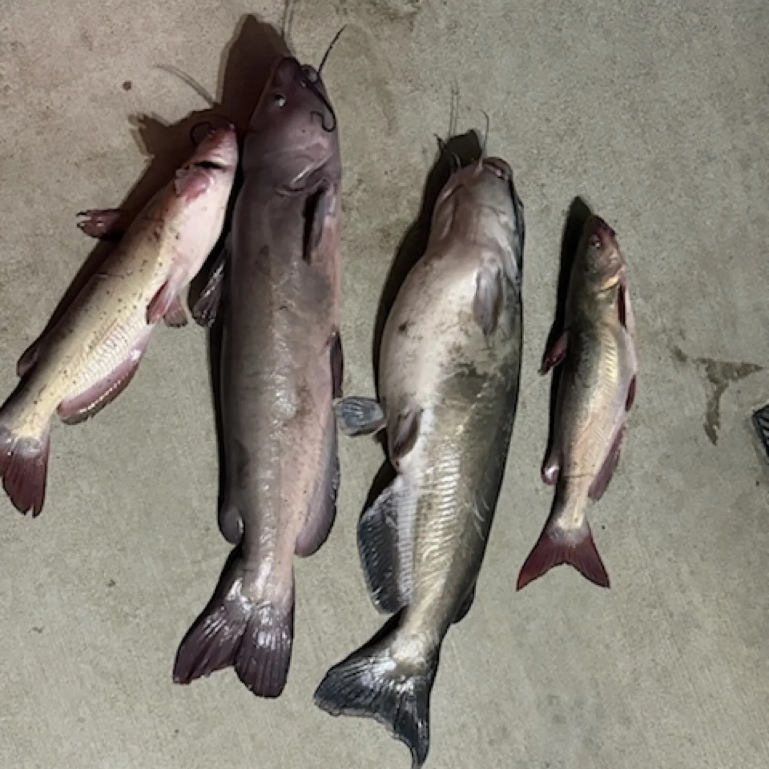 recently logged catches