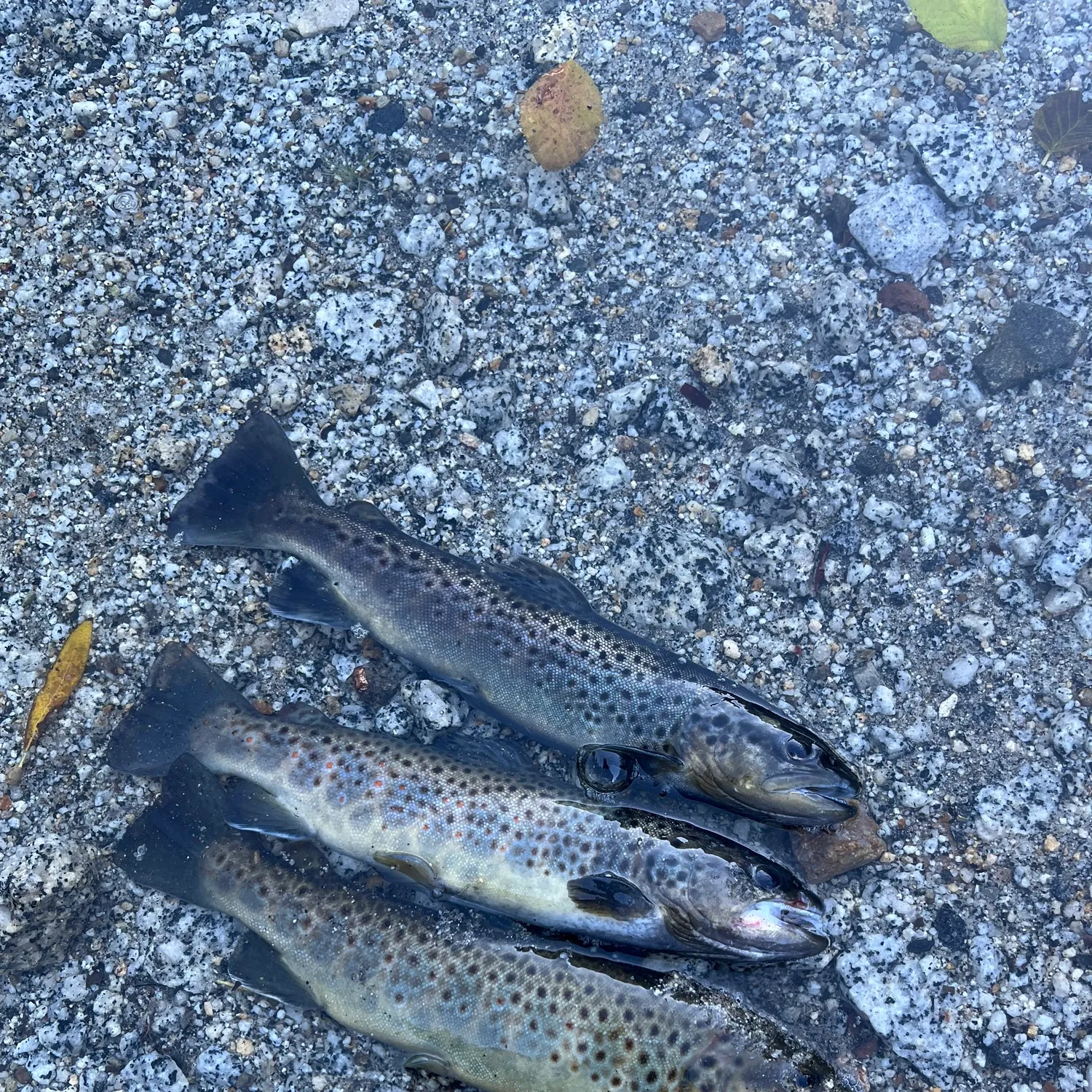 recently logged catches