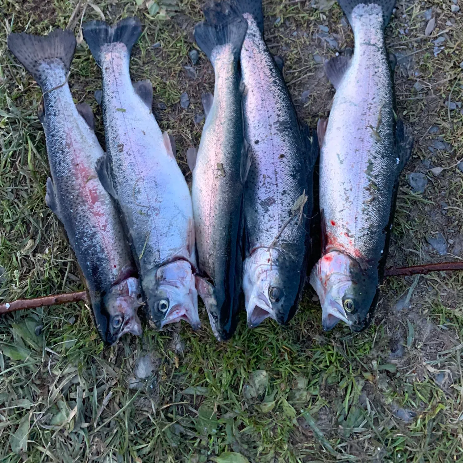 recently logged catches