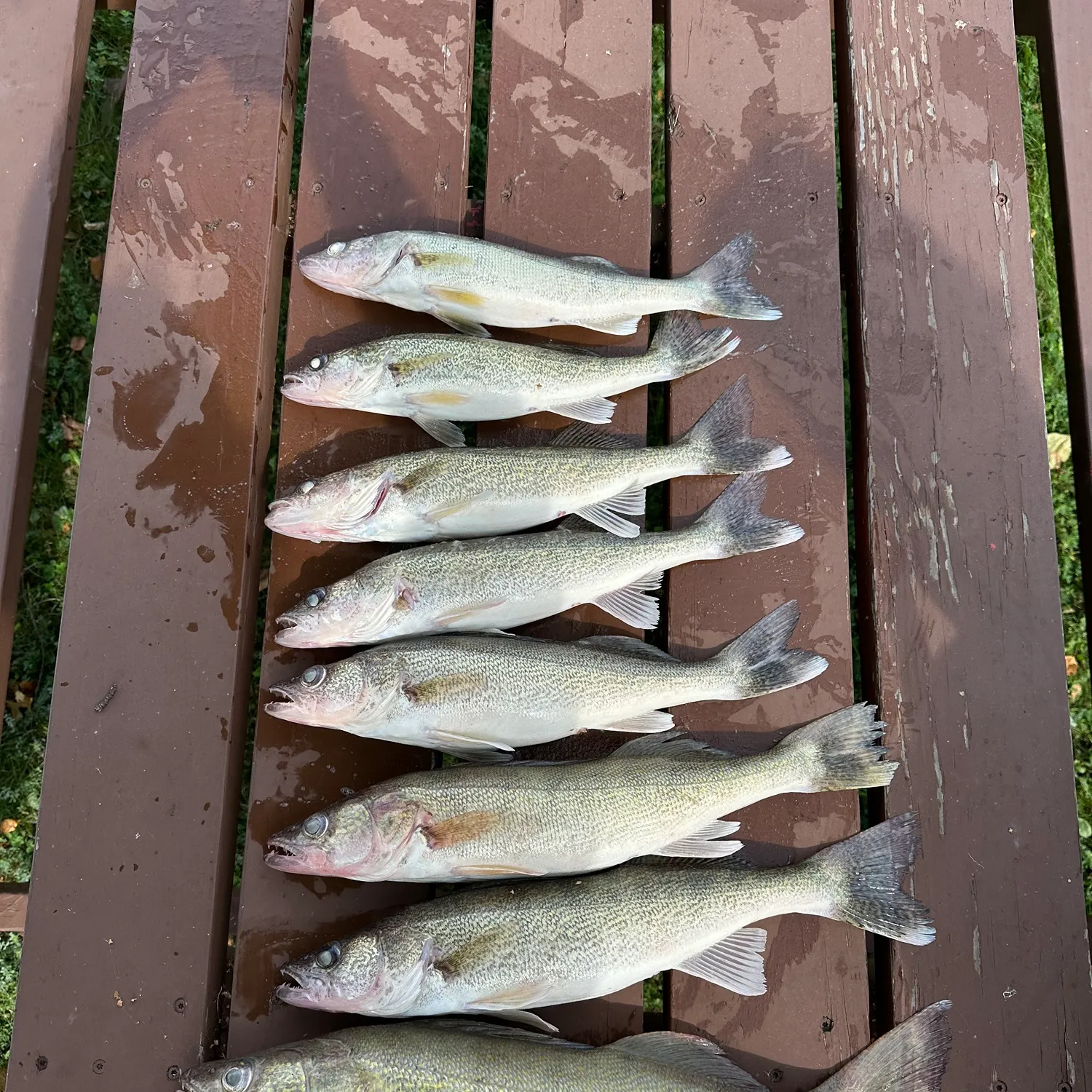 recently logged catches