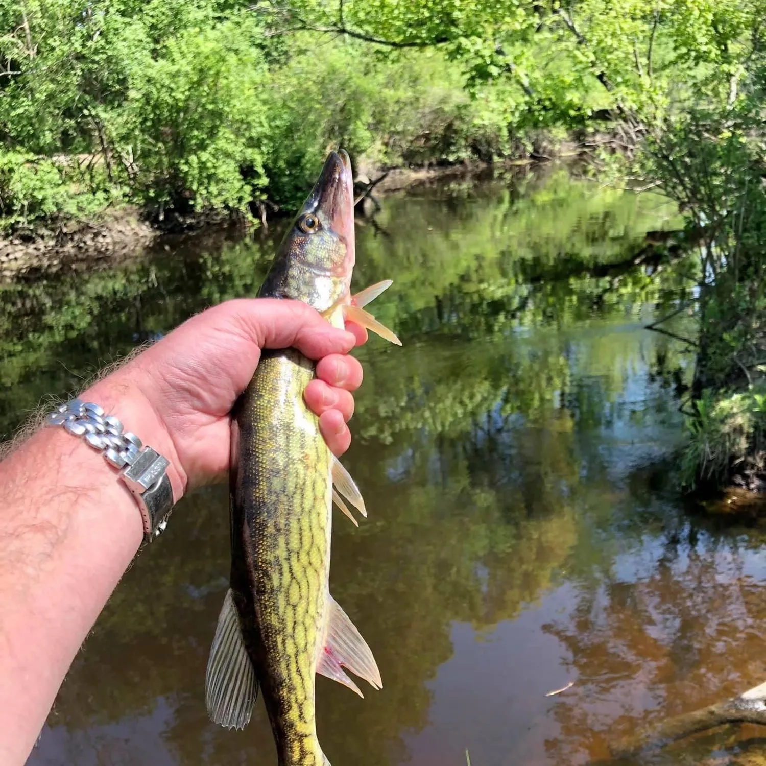 ᐅ Shawsheen River Reservoir fishing reports🎣• Andover, MA (United ...