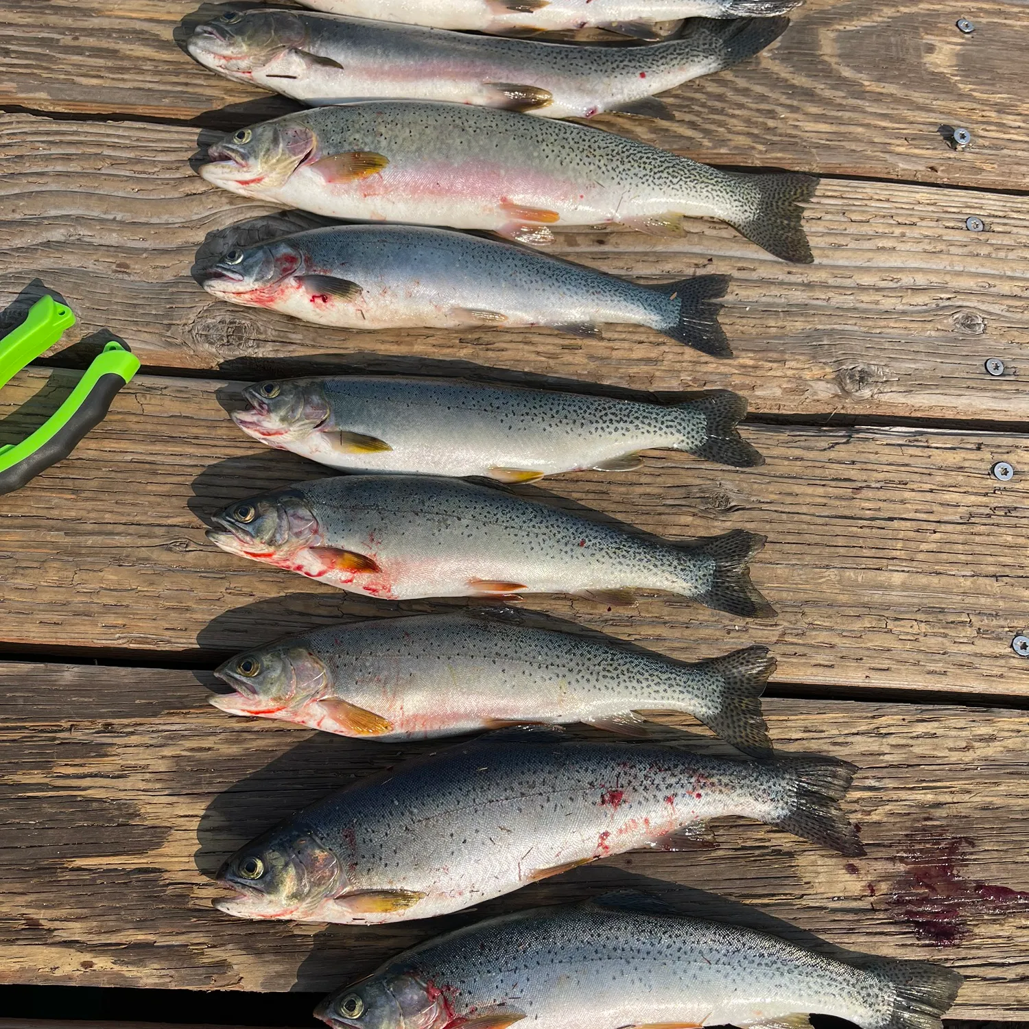 recently logged catches