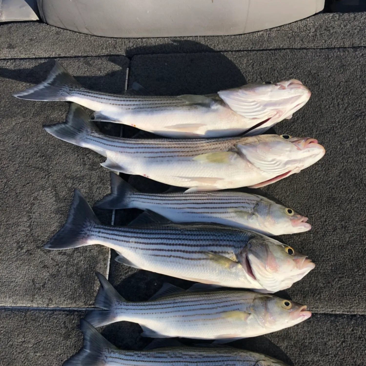 recently logged catches